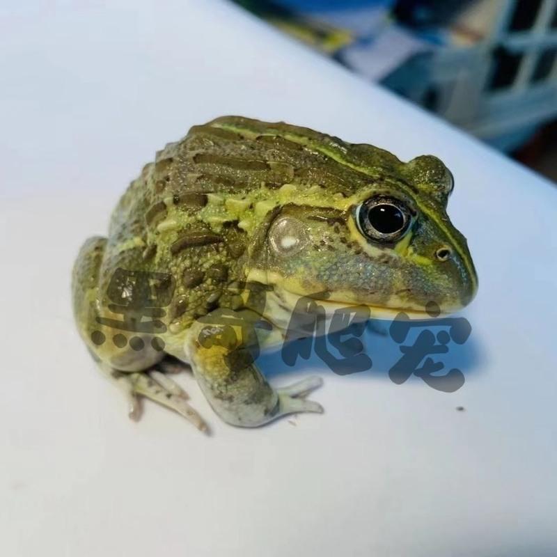 23cm非洲牛蛙图片是成体发苗子