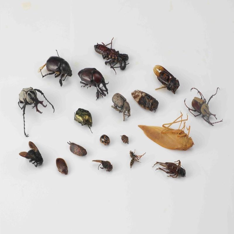 荔枝蝽昆虫标本真虫甲虫标本昆虫螳螂标本知了蝉天牛标本独角仙标本摆件报价 参数 图片 视频 怎么样 问答 苏宁易购