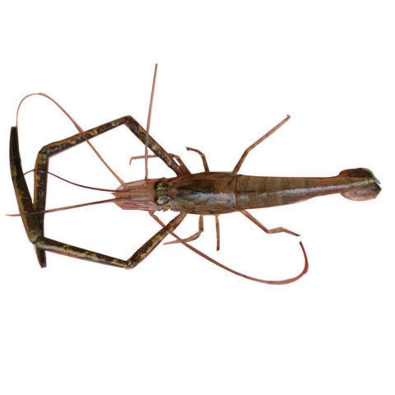 大眼贼 中国斗虾长脚虾河虾除藻虾日本品种虾 极品7cm以上2只