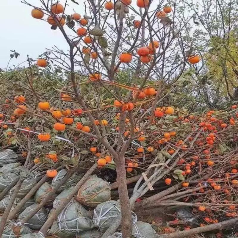 诚智旺 柿子树 直径5公分/棵高清大图