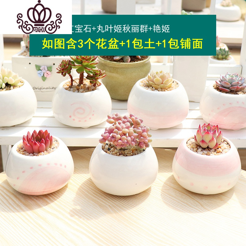 封后 Fenghou 园艺用品封后多肉植物组合盆栽 新手套餐肉肉花含白瓷花盆花卉小清新植物红宝石 丸叶姬秋丽群 艳姬含盆 价格图片品牌报价 苏宁易购战狼家居专营店