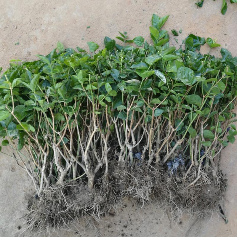 何家茉莉花盆栽横县茉莉花苗重瓣盆景室外内阳台庭院开花卉绿植物4年苗2棵修剪报价 参数 图片 视频 怎么样 问答 苏宁易购