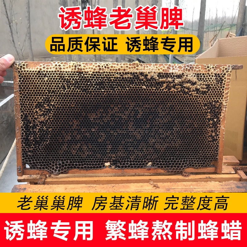诱蜂老巢脾 带框老巢脾天然老蜂巢招蜂诱蜂蜡专用巢脾蜜蜂窝野蜂蜂蜡熬蜂巢素