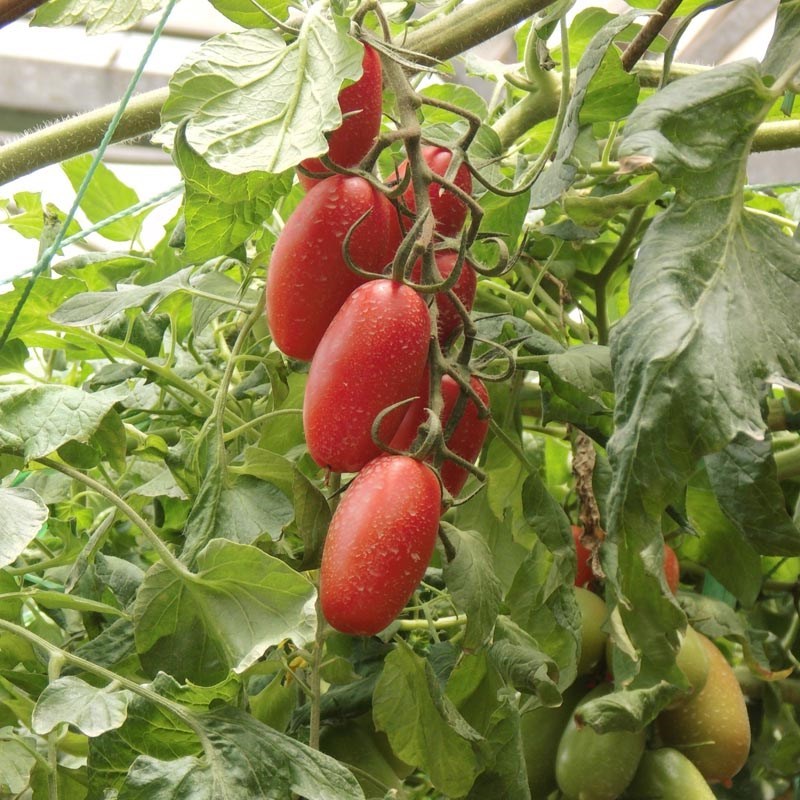 进口红香蕉番茄种子奶油樱桃西红柿种籽椭圆型水果番茄蔬菜种子