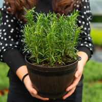 2盆迷迭香（1加仑） 带盆栽好|迷迭香盆栽阳台绿植物新鲜可食用花卉室内四季常青防蚊驱蚊草