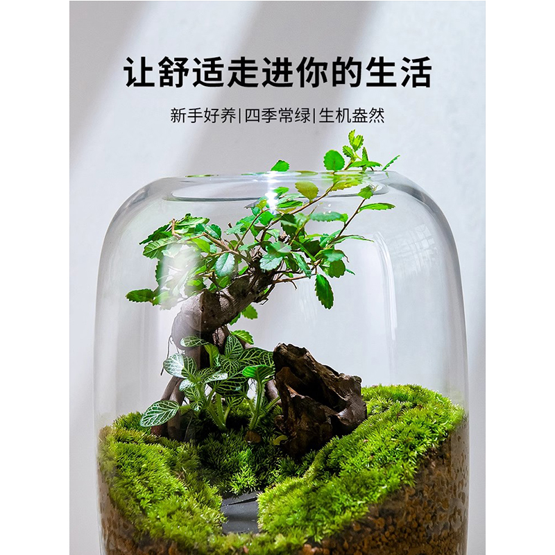 生命之树苔藓微景观创意桌面生态缸高清大图