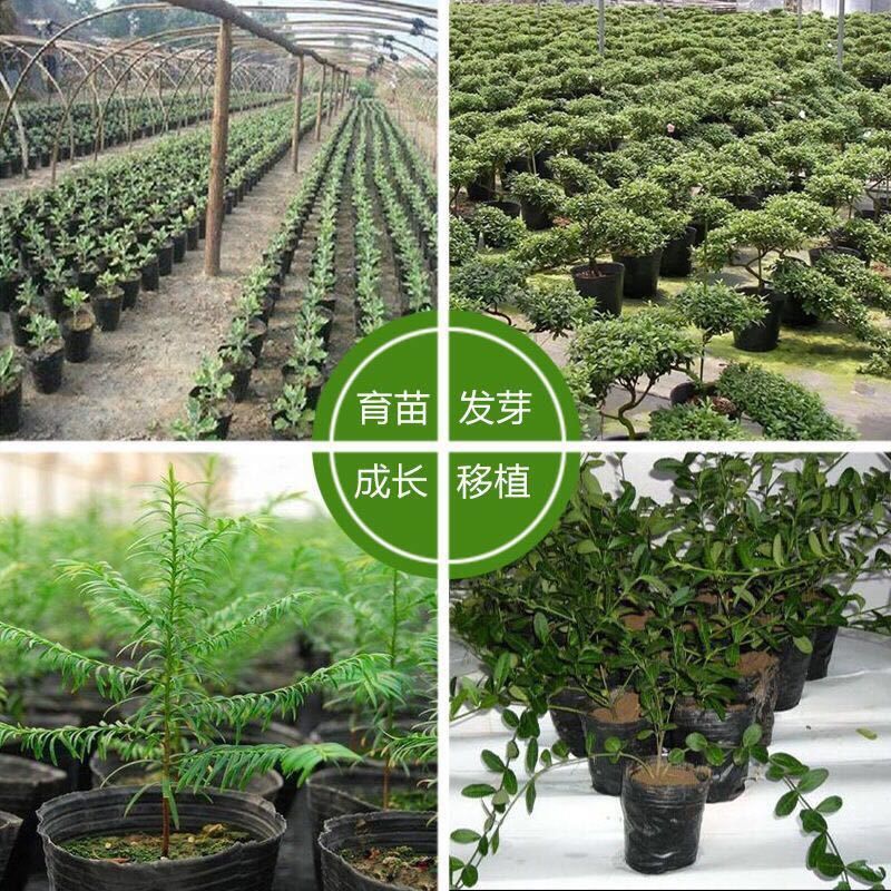 营养育苗杯塑料小碗一次性花盆黑色种植营养袋育苗袋育苗盆营养钵-育苗杯【10*10】;【10个装】