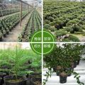 营养育苗杯塑料小碗一次性花盆黑色种植营养袋育苗袋育苗盆营养钵-育苗杯【10*10】;【10个装】