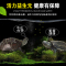 龟粮虾干乌龟饲料淡水虾皮龟巴西龟水龟鳄龟小幼龟通用龟食专用
