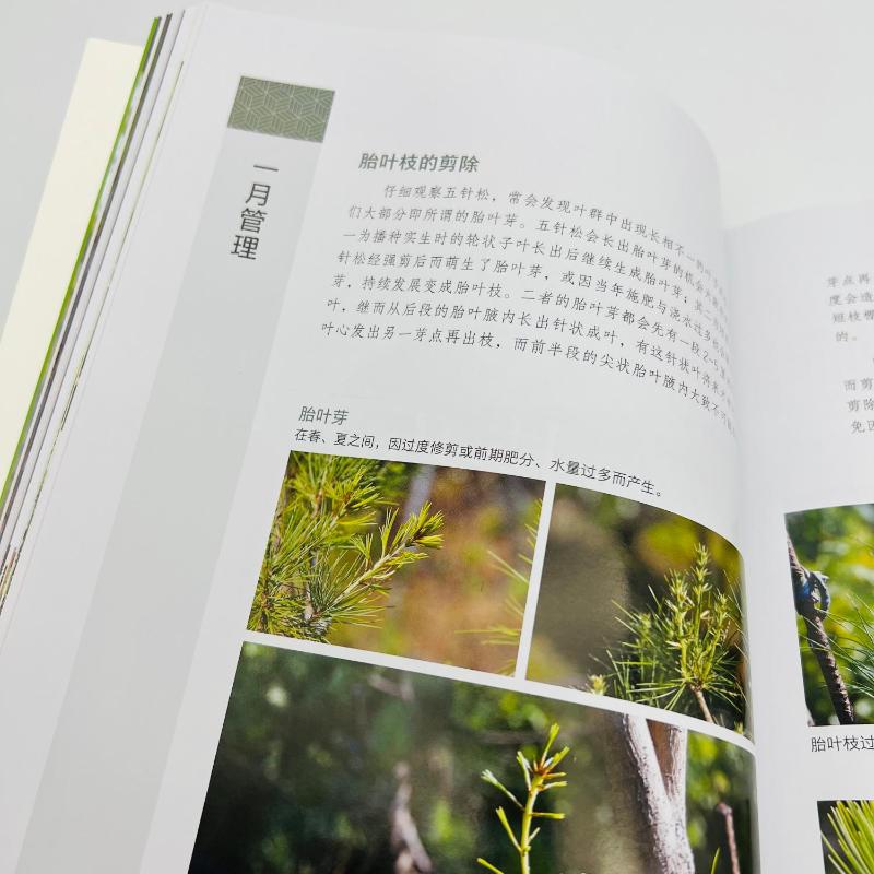 [醉染正版]图解五针松盆景制作技艺 刘立华 著 养花书籍高清大图