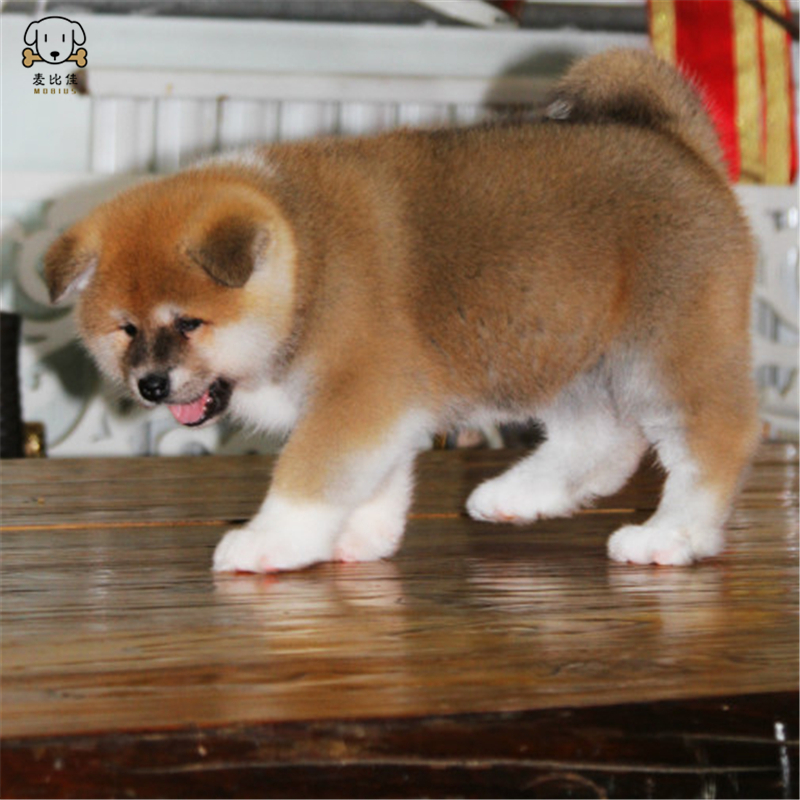 麦比佳 秋田犬 纯种秋田犬幼犬 中大型秋田犬狗狗活体 血统级精品日系秋田日本赛级秋田家庭犬公母视频挑选包健康秋田柴犬高清大图