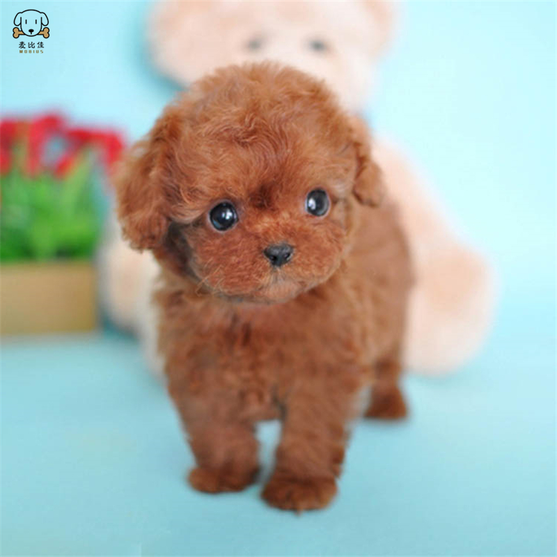麦比佳 泰迪犬活体狗狗幼犬纯种血统级长不大卷毛泰迪熊犬玩具型标准型微小体 茶杯犬泰迪贵宾富贵狗视频挑选高清大图