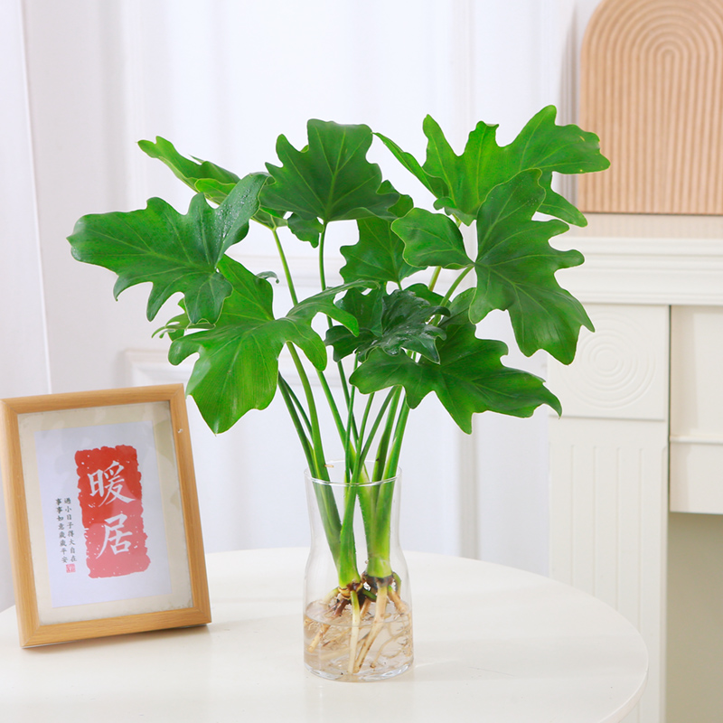 [补贴10%]水培植物春羽盆栽蔓绿绒室内龟背竹春雨绿植常青绿萝好养办公桌面高清大图
