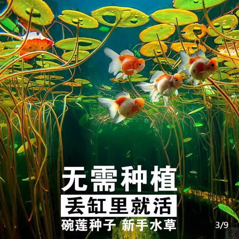 【补贴10%】鱼缸水草种子生态造景套餐植物种籽孑水培阴性真草盆栽装饰牛毛 开口碗莲50粒+4包液肥 均码