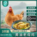 [苏鲜生推荐]三物纪 皖南黄油老母鸡2.6-2.9斤/只 3只装 新鲜现杀冷冻净膛慢养走地鸡