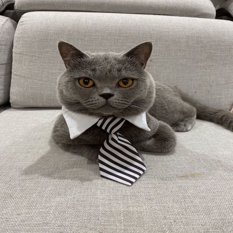 宠物领带猫咪项圈狗狗领结猫猫配饰帅气英伦风项链小猫咪绅士领带 粉色格纹 S码(7斤以内)