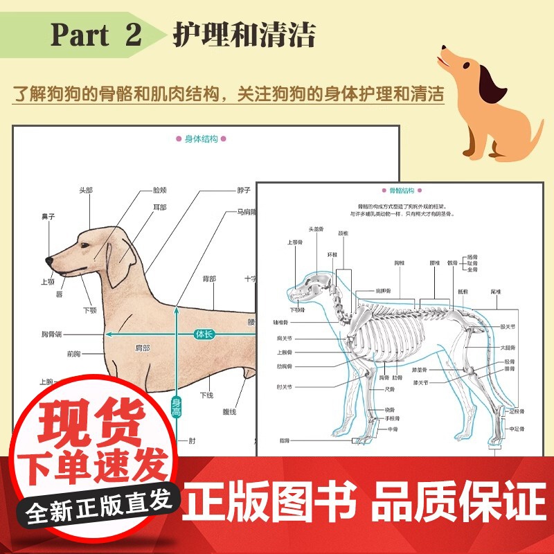 宠物狗美容图解教程:清洁、护理、造型正版书籍高清大图