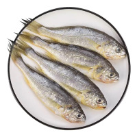 【6斤装小黄鱼仅需29.9元】顺丰直达 野生小黄鱼含冰 深海水产鲜活海鲜水产活鱼生鲜（净重3.5-4斤）