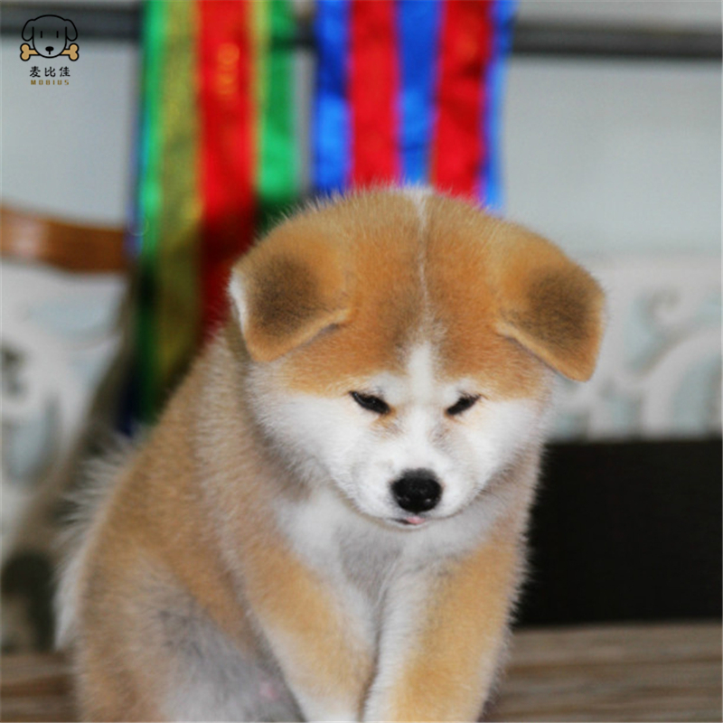 秋田犬 差 价 款高清大图