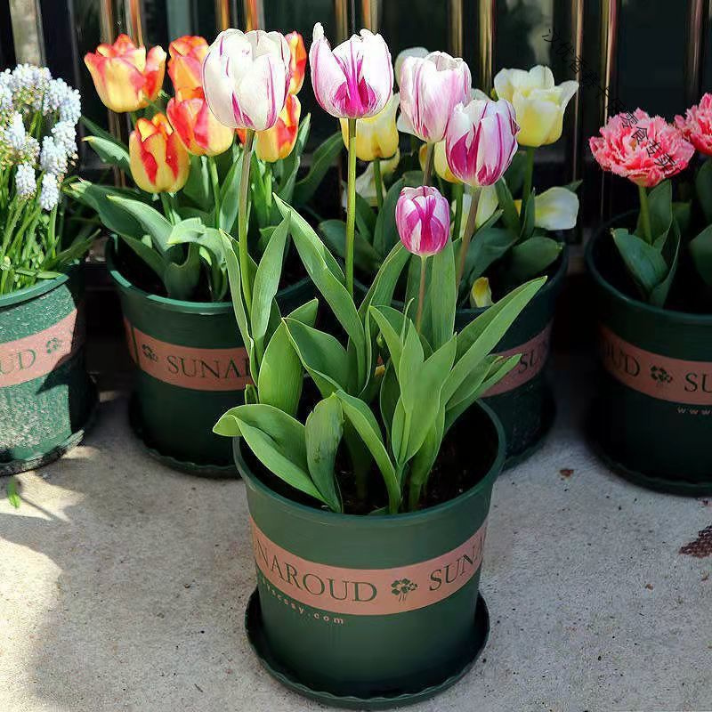 进口荷兰重瓣郁金香种球水培土培种球室内外庭院花园花卉盆栽绿植