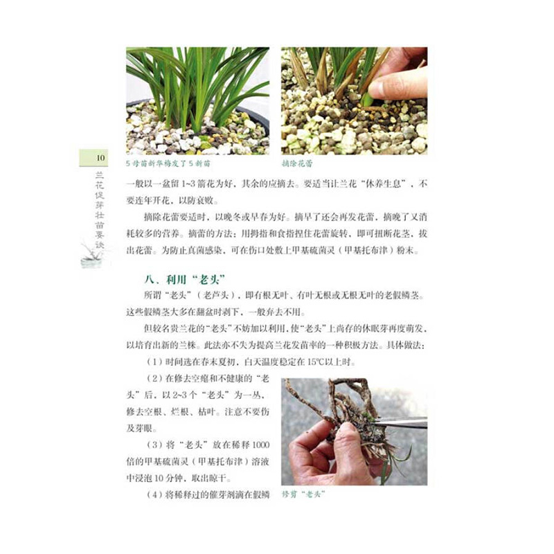 [醉染正版]兰花促芽壮苗要诀 促苗 开花 阳台养兰 家庭园艺养花兰花种植养护书籍 兰花名品介绍兰花鉴赏 兰花病虫防治 盆高清大图