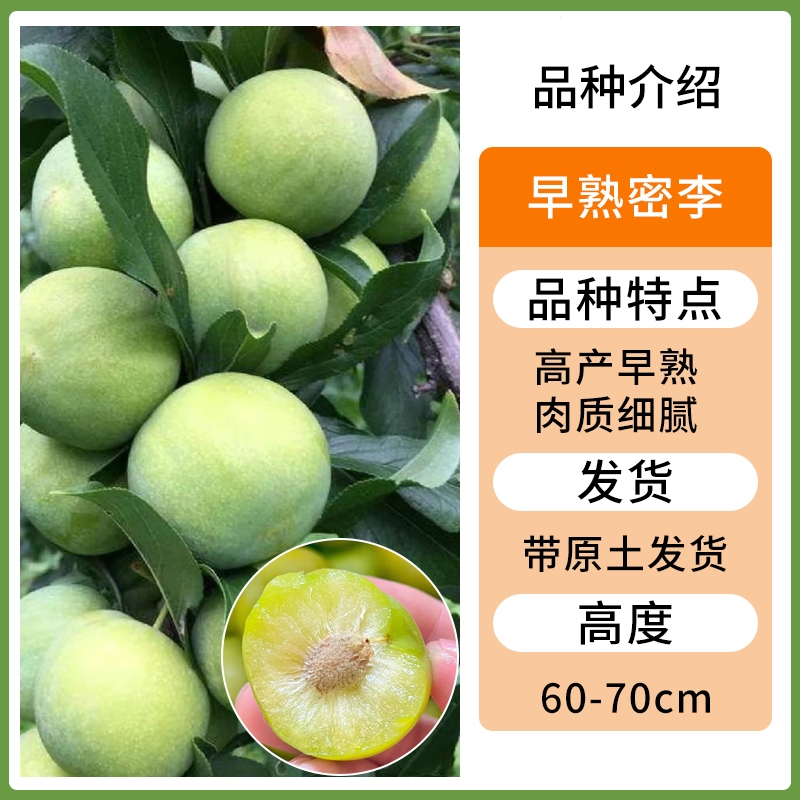 林下春雪蜂糖李子树苗水果树果苗盆栽南北方冰糖红心