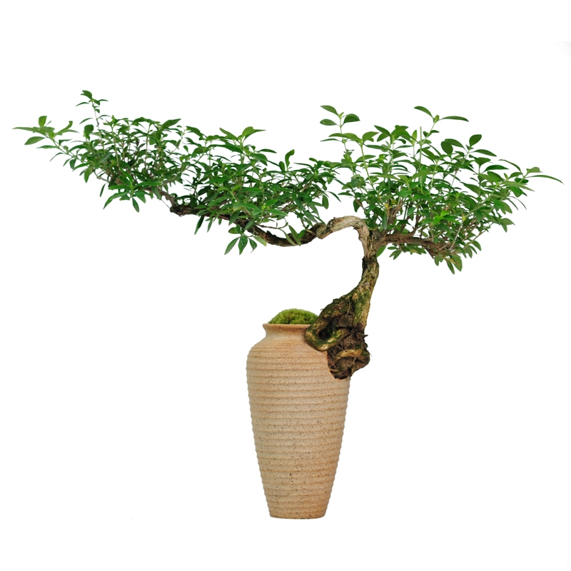 弹痕六月雪真盆景室内悬崖式植物造型摆件中式茶室阳台绿植花卉盆栽