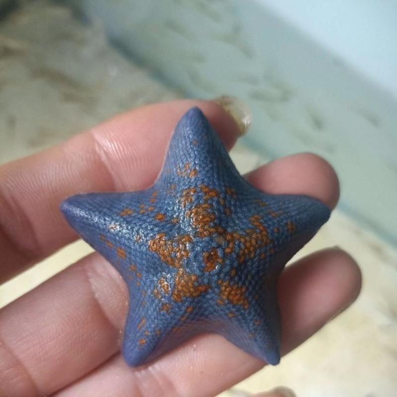 海水5斤(不含海星) 海星活体 海水鱼缸观赏生物 蓝海燕正海星 海盘车
