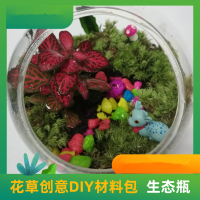 【预售】明鼎教育-花草创意DIY材料包（生态瓶） 1课时 手工课