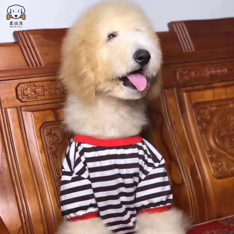 麦比佳 巨型贵宾犬幼犬 狗狗活体纯种大型泰迪贵宾犬幼崽红色白色黑色巨贵犬宠物狗大体泰迪熊狗包健康视频挑选高清大图
