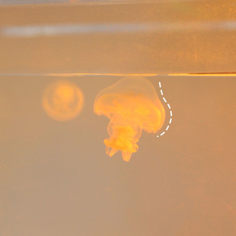 活体观赏赤月水母送女生有意义ins无毒发光包活宠物水养活物寝室 一只
