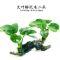 鱼缸造景沉木水草装饰懒人水草新手耐养植物水榕活体绿金钱多头草 红松草沉木单头