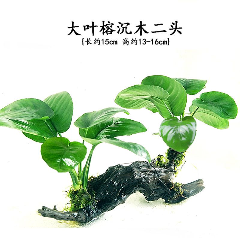 鱼缸造景沉木水草装饰懒人水草新手耐养植物水榕活体绿金钱多头草 红松草沉木单头