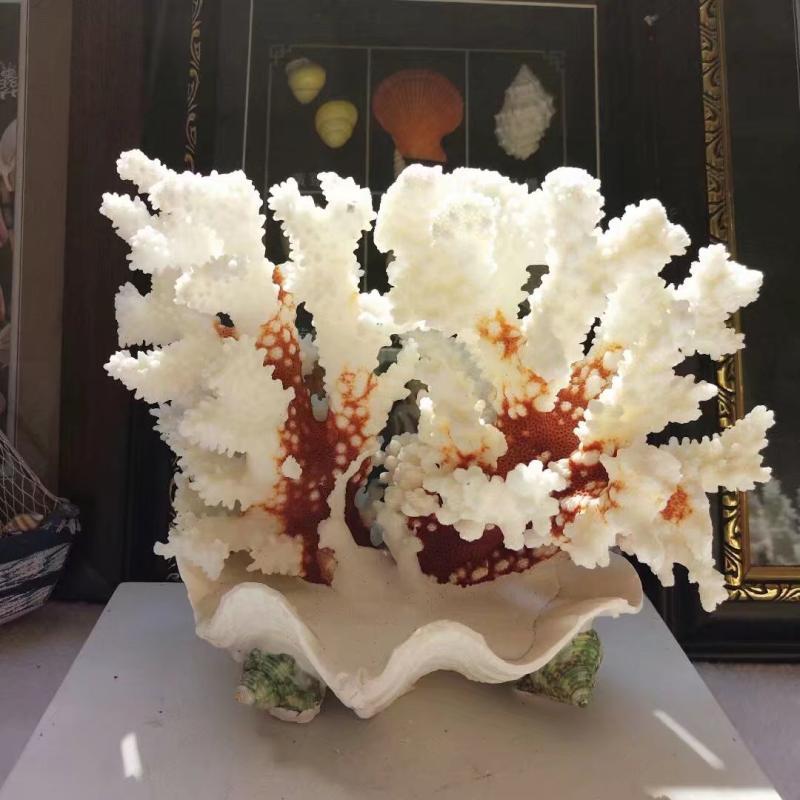 促销一个天然白珊瑚石珊瑚树贝壳海螺创意鱼缸造景装饰摆件 16-18cm