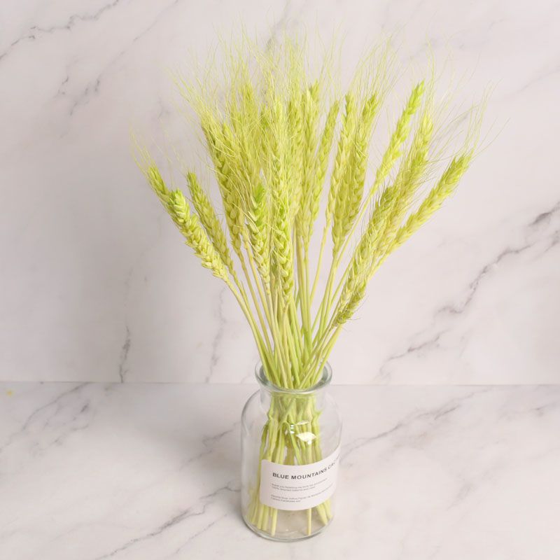 莱杉花瓶/花艺 干花花束彩色麦穗麦子干花客厅卧室摆设书房装饰拍摄