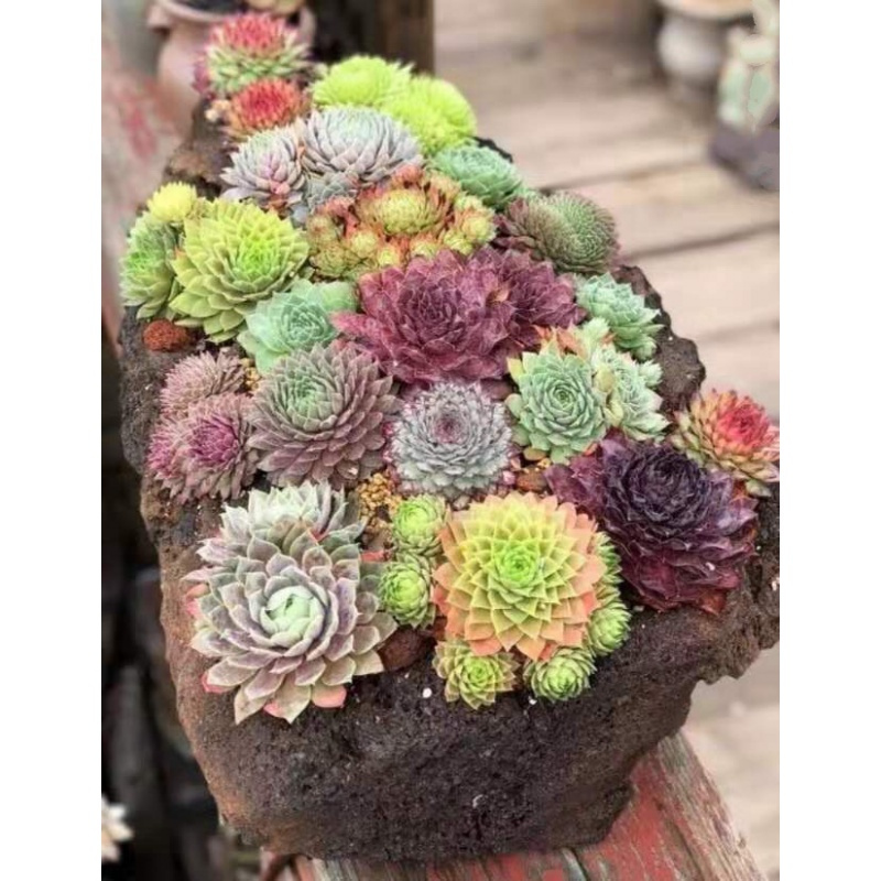 符象园艺用品长生多肉植物套餐拼盘组合耐热耐寒易爆盆多肉植物整盆带盆土发57号一物一拍裸根不带土 价格图片品牌报价 苏宁易购乾鼎园艺专营店