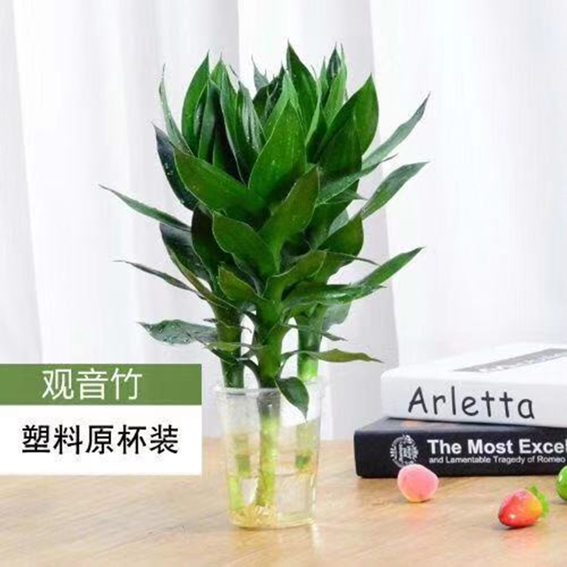 恬豆园艺用品恬豆 3支观音竹 简易塑料杯 富贵竹太阳神水培植物观音竹办公室内盆栽花卉客厅绿植水培富贵竹 价格图片品牌报价 苏宁易购恬豆旗舰店