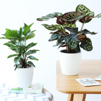竹芋观叶植物琴叶榕盆栽如意皇后室内绿植花卉培植物孔雀竹芋花瓣大盆孔雀竹芋带盆栽好
