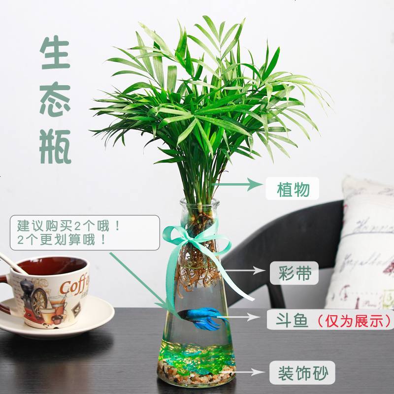 L水培植物生态瓶椰子办公室绿植富贵竹创意微景观迷你小盆栽