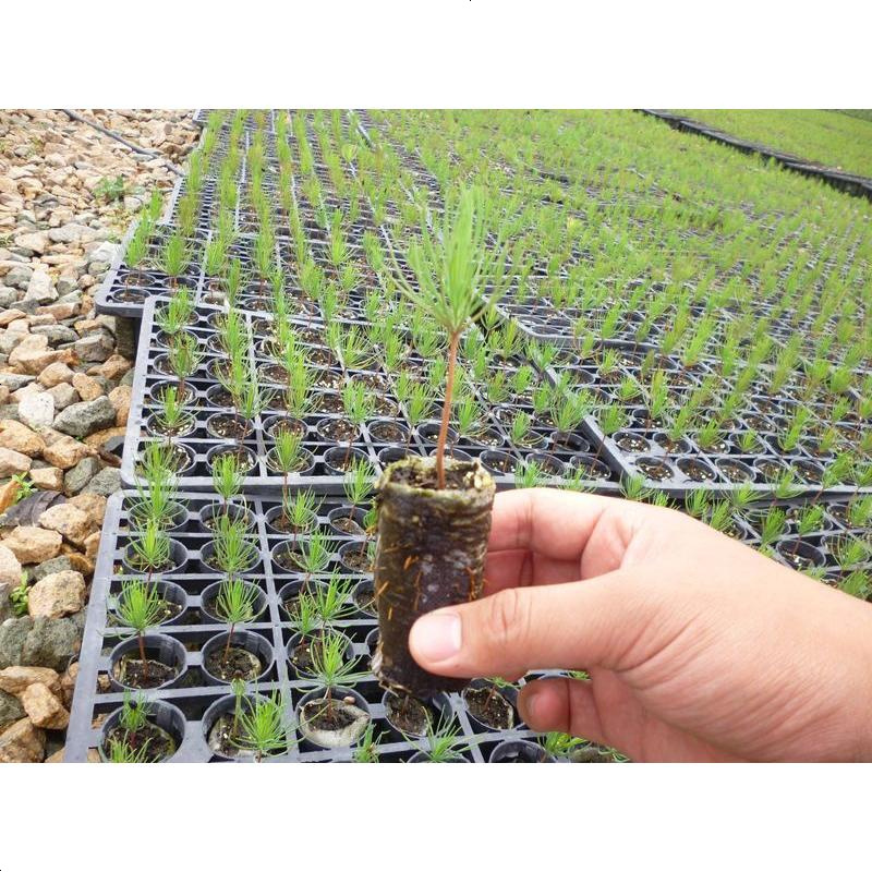 花泥营养土大 包 花肥料养花种花土种菜种植土多肉泥土兰花土壤