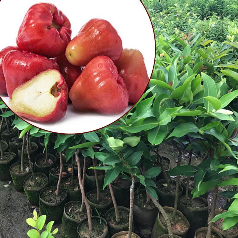 xj莲雾树苗莲雾苗大叶红树苗60m69cm苗木水果苗黑金刚莲雾苗2年苗可开