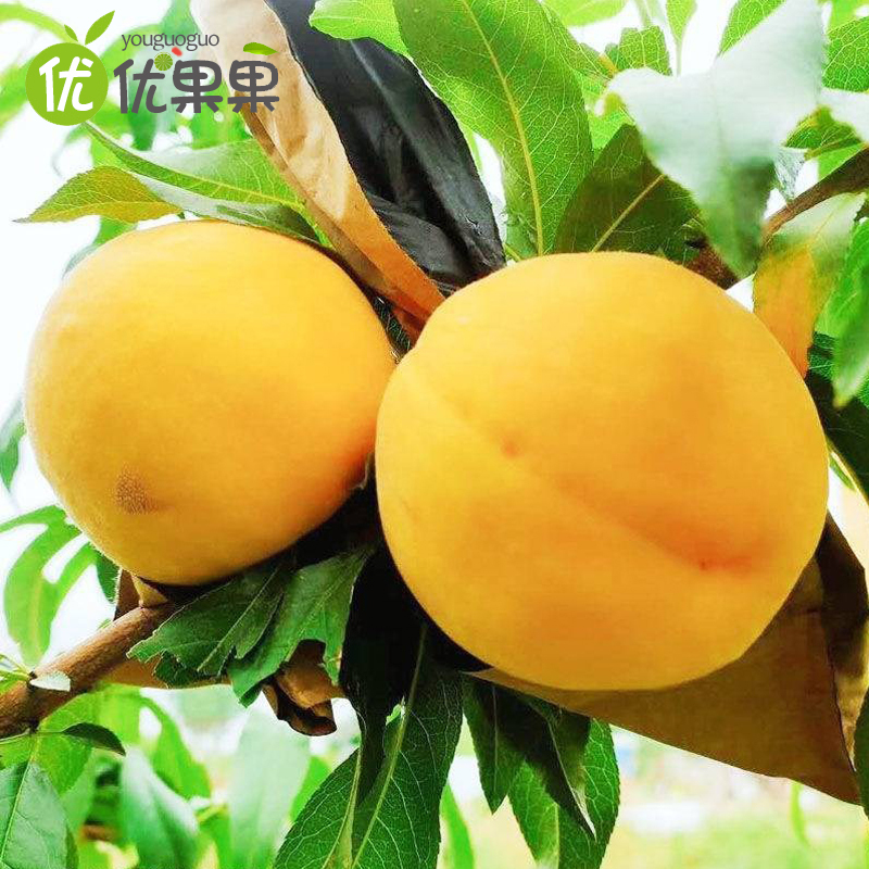 山东蒙阴黄桃带箱 5斤约12-18个左右新鲜现摘现发脆甜多汁可口应季水果脆桃黄桃毛桃