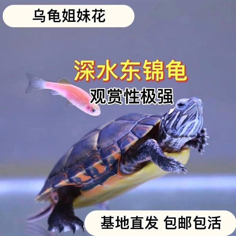 5厘米左右大东锦 东锦龟西锦龟深水龟活体宠物龟观赏龟发财龟招财龟鱼缸混养小乌龟