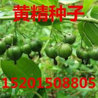子暄 新种子 鸡头精种子 老虎姜精种子 玉竹种子