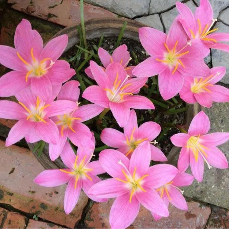 风雨兰种苗盆栽绿植葱兰石蒜吊兰花花卉球根四季室内花坛庭院植物 5颗装[套餐推荐]含盆+土+生根粉