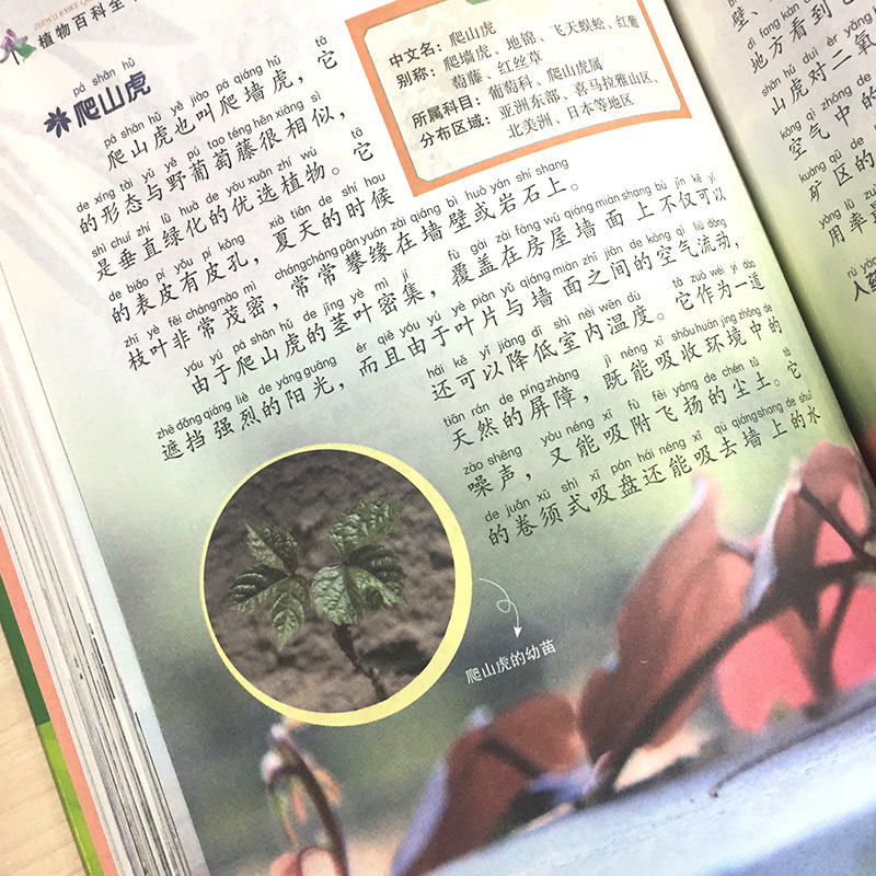 [正版]注音版全套3册 动物世界植物百科全书 少年儿童大百科适合6-7一8岁孩子看的科普类书籍小学幼儿科学知识昆虫图鉴