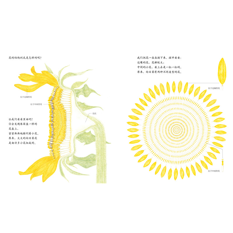 正版新书]向日葵荒井真纪9787513326179高清大图