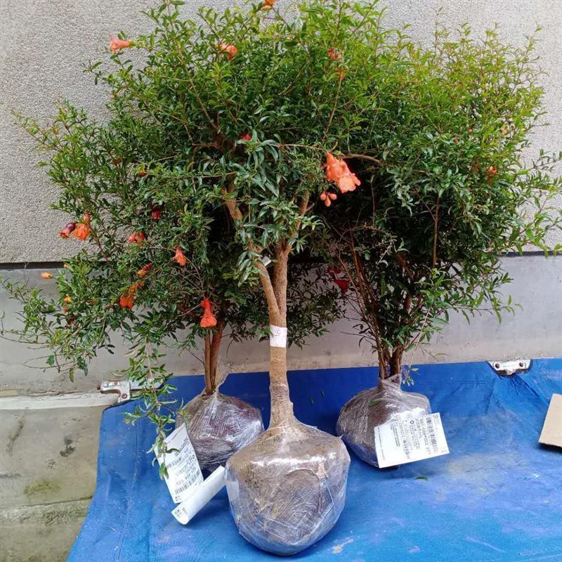 仔软籽石榴树苗石榴花盆栽地栽盆景室内阳台庭院绿植花卉|蒙阳红石榴