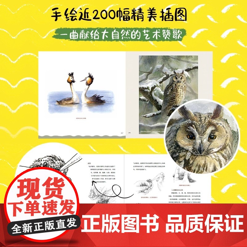 我们身边的小鸟朋友 手绘观鸟笔记 青少年少儿科普读物 课外读物 鸟类科普图鉴 手绘插画 本书适合自然爱好者和艺术爱好者阅高清大图
