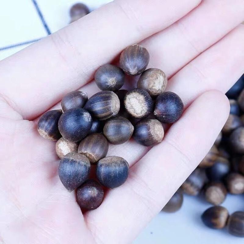 江西米锥子新鲜 锥栗山锥果勾圆子刺锥毛栗子圆锥小板栗非板栗 视频